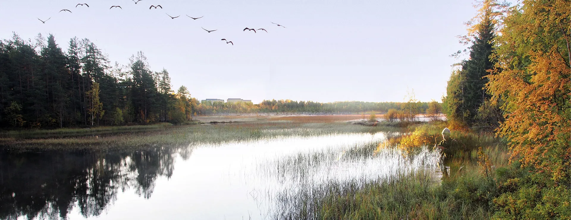 Several birds are flying over Lake Nydala. A person is standing and fishing.